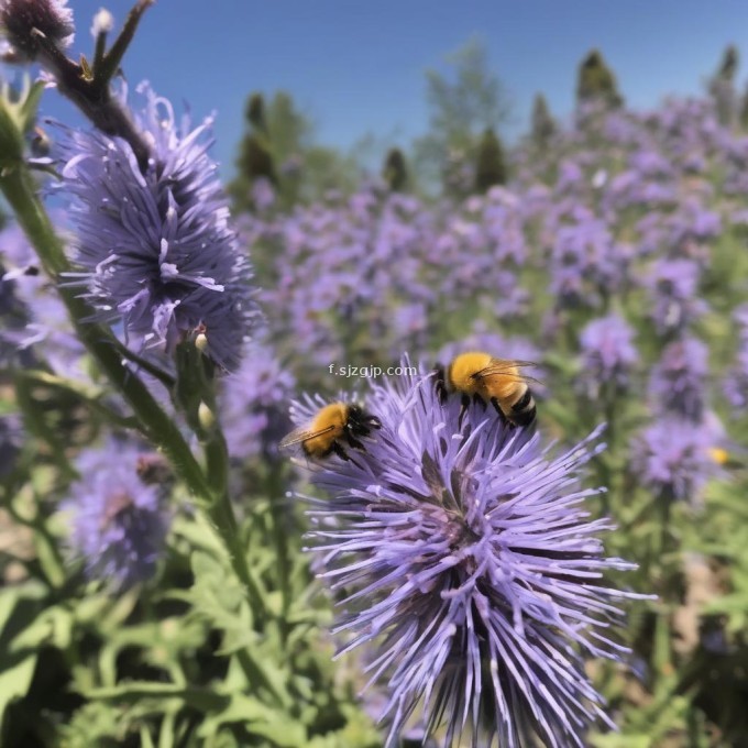 蜜蜂在采集食物时会飞到很远的地方进行觅食活动那它们究竟能飞行多远才能找到花粉源呢?