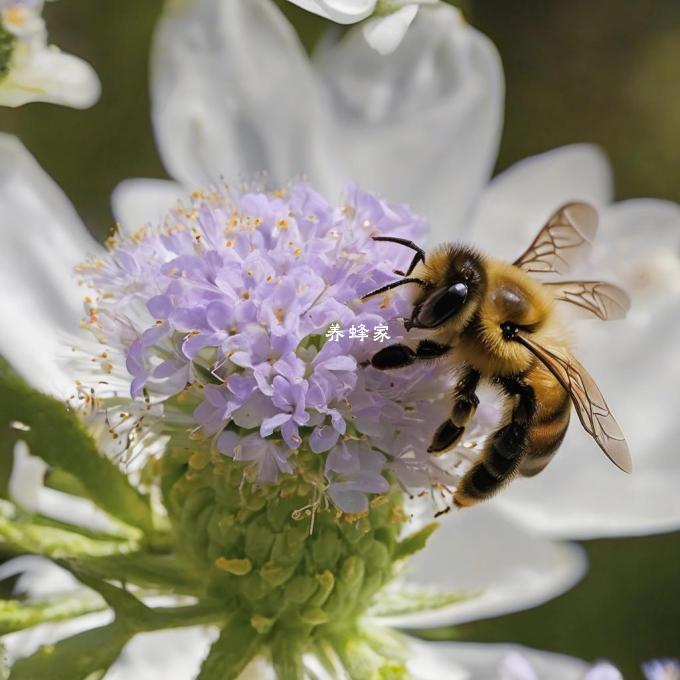 蜜蜂如何确定最佳路线以避免遇到危险的地方?