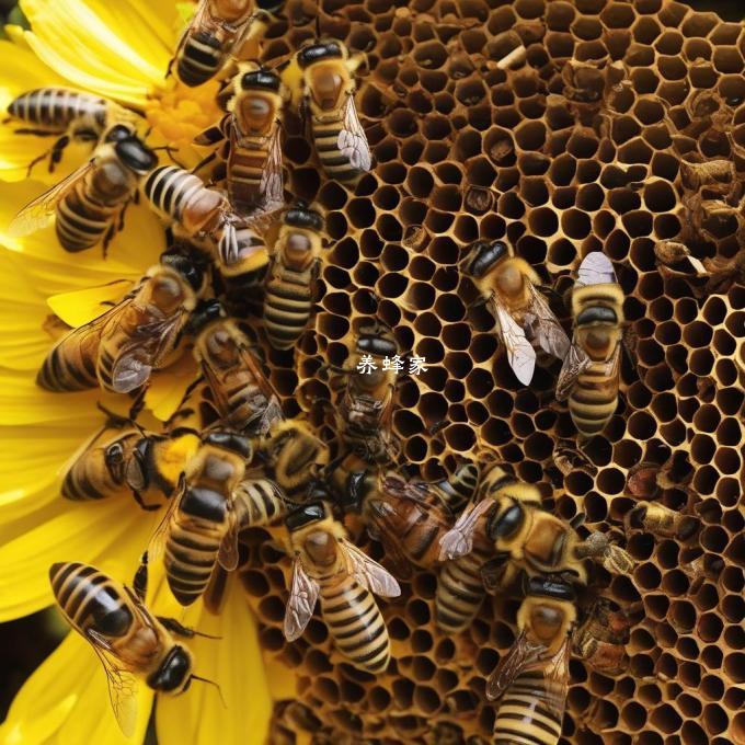 蜜蜂在蜂箱中的生存环境对它们的生活质量有何影响?