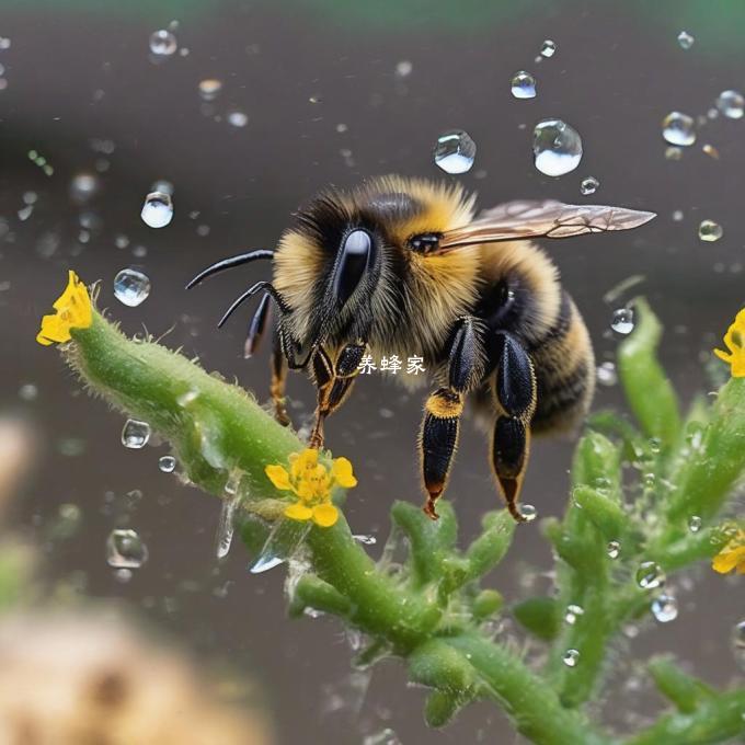 连续下雨天对蜜蜂的社会行为有什么影响?