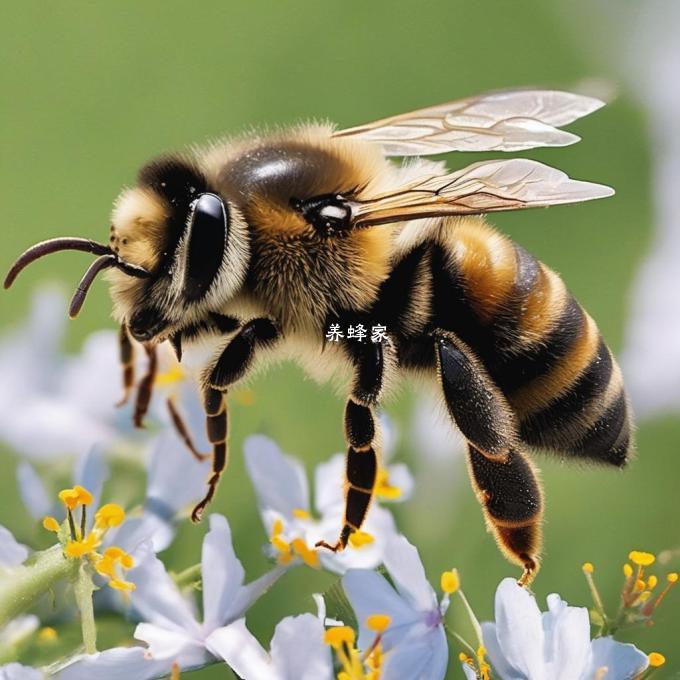 How do bees protect themselves from predators?