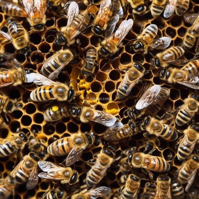 众所周知蜜蜂是通过筑巢来生活在视频中我们看到的蜜蜂是如何建造脾脏窝的?