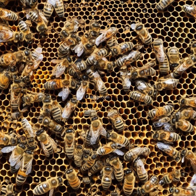 蜂群为什么会产生热坏的现象?