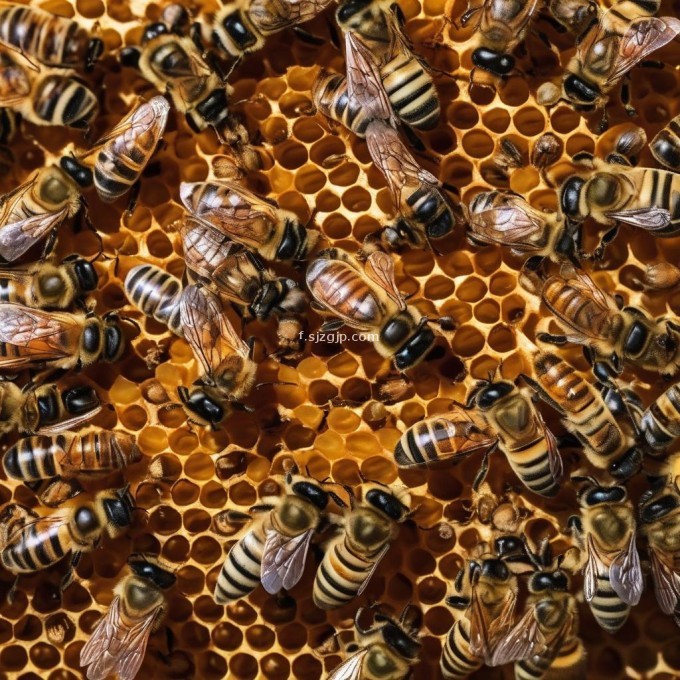 为什么蜜蜂合群对于它们的重要性?