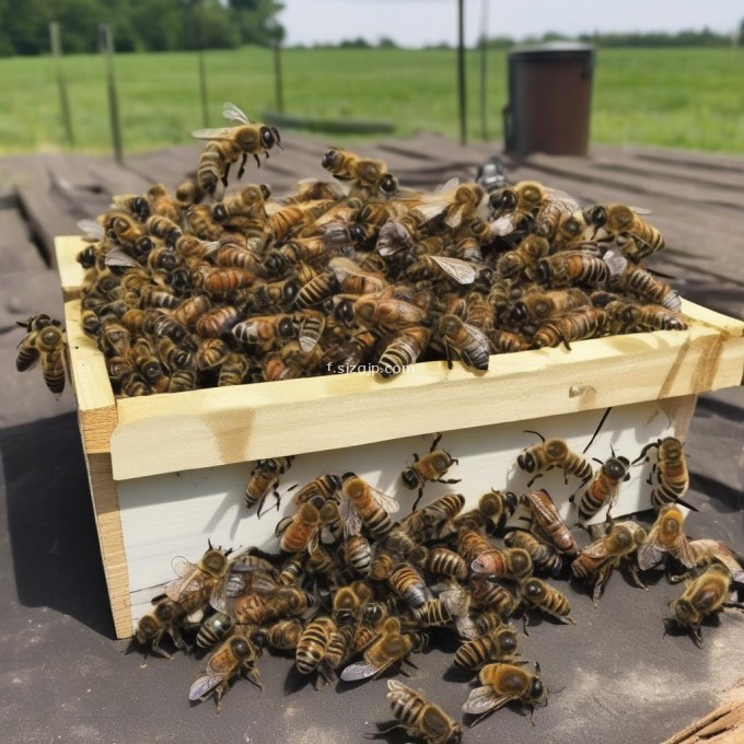 当有外来入侵物进入养蜂箱后应如何处理它们?