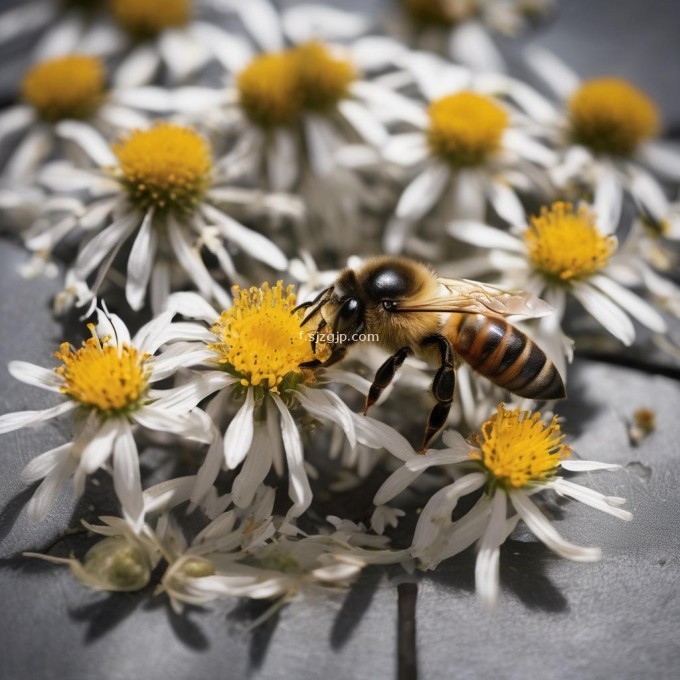 哪些食物可以帮助减轻被蜜蜂蜇伤时的症状?