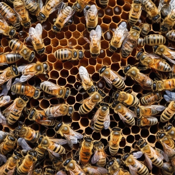 当蜜蜂缺乏合适的蜂巢时它们的幼虫将面临许多危险包括气温变化的影响食物短缺等问题以及被天敌侵袭和捕食的风险这些问题都可能严重影响蜜蜂群落的发展因此问题5蜜蜂幼虫在没有蜂窝的情况下会遇到哪些风险?