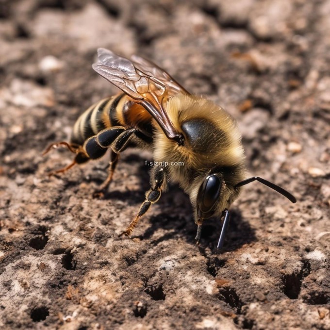 蜜蜂为什么会乱飞碰人就死?
