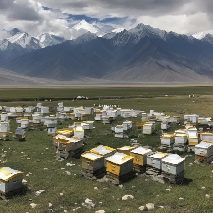 为什么一些养蜂人选择在西藏的山上进行蜜蜂养殖?