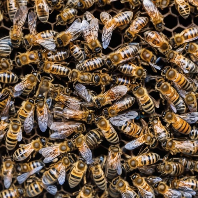 在西藏地区哪些因素对蜜蜂养殖产生了重要影响?