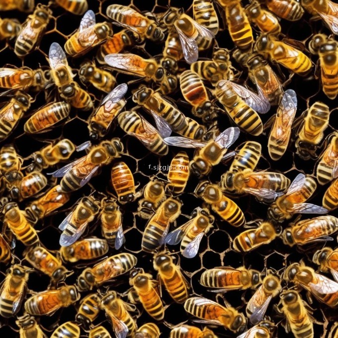 如何评估养蜂的成功或失败?