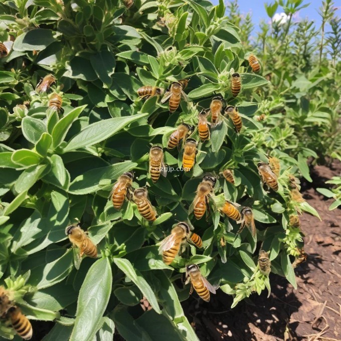 那么这些植物上会有蜜吗?如果蜜蜂要吃蜂蜜的话可以采集这些植物上的蜜糖吗?