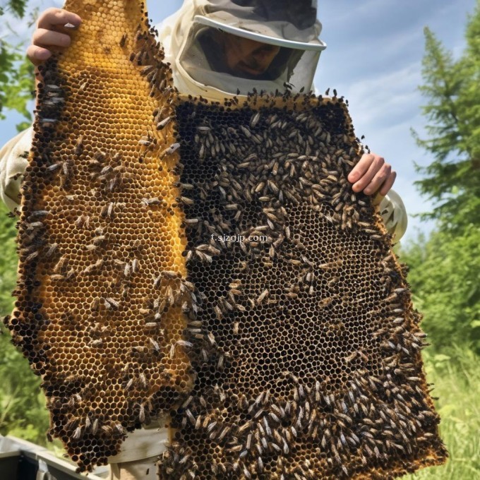养蜂有无害虫困扰?