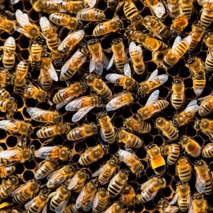 当蜜蜂幼虫开始在其他成年蜜蜂的示范下学习时他们学会了觅食行为和与蜂群其他成员互动的方式在蜂巢内幼虫可以获得足够的水分蛋白质碳水化合物和其他必要的营养成分因此问题12蜜蜂幼虫如何从蜂窝中获取营养物质?