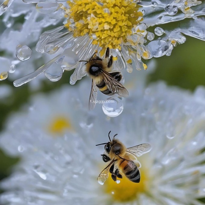 蜜蜂是在什么天气下打糖水?