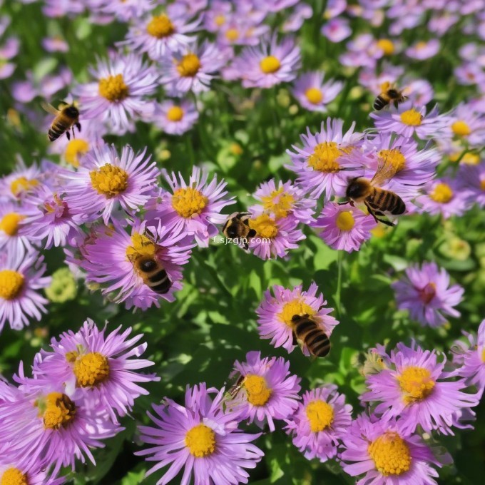 蜜蜂采蜜时为了节省体力和养分它们会选择哪些花朵进行采蜜?