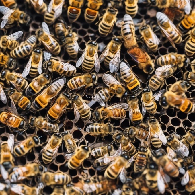 蜜蜂的适宜温度范围是多少呢?