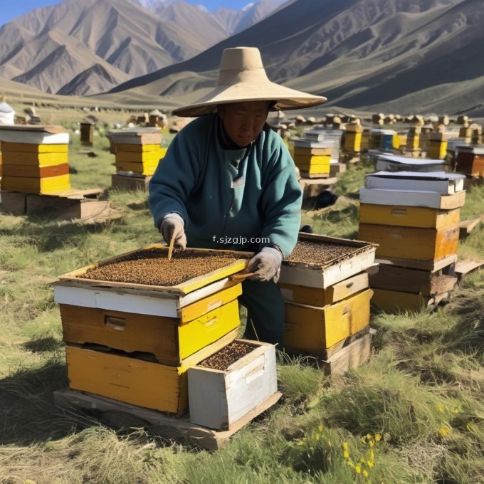 在西藏养蜂人如何确定最佳蜂蜜采集时间表?