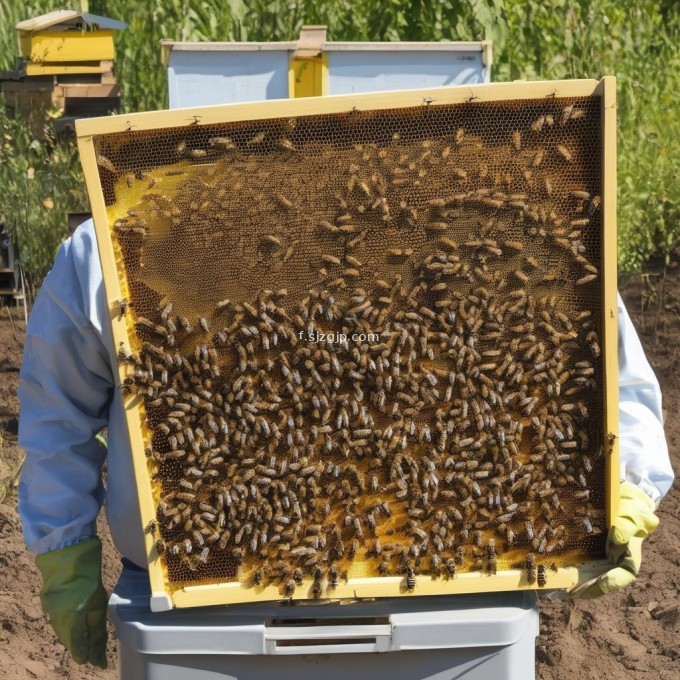 养蜂需要多少个饲养员?
