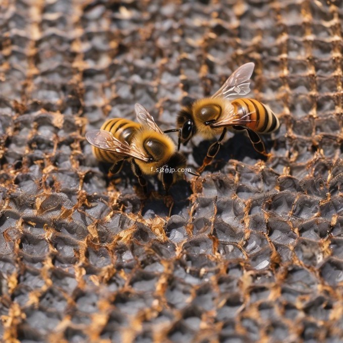 蜜蜂在什么时候停止交配并只能作为工蜂或女王蜂执行特定任务?