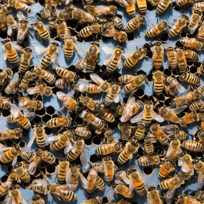 收集到食物后蜜蜂又将去哪里呢?