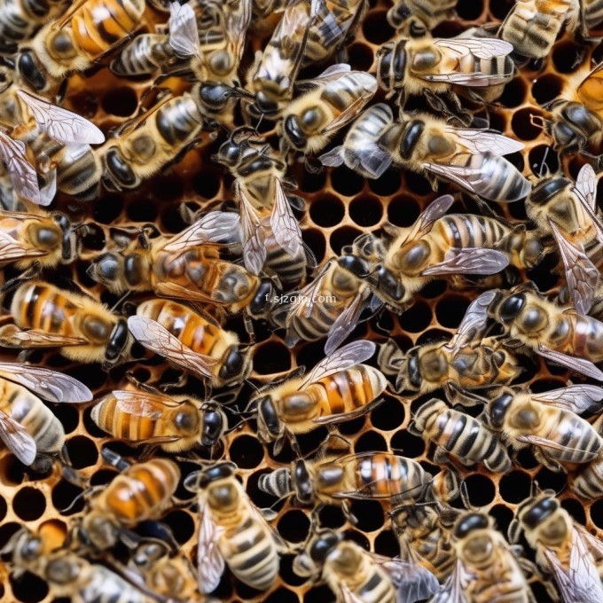当蜜蜂幼虫开始在其他成年蜜蜂的示范下学习时它们学会了觅食行为和与蜂群其他成员互动的方式在蜂巢内幼虫通过形成一层外壳来保持体温恒定并防止外界影响因此问题20蜜蜂幼虫如何保护自己的身体免受外部环境的影响?
