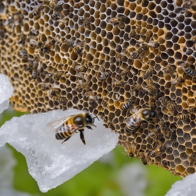 蜜蜂在什么时候开始打糖水?