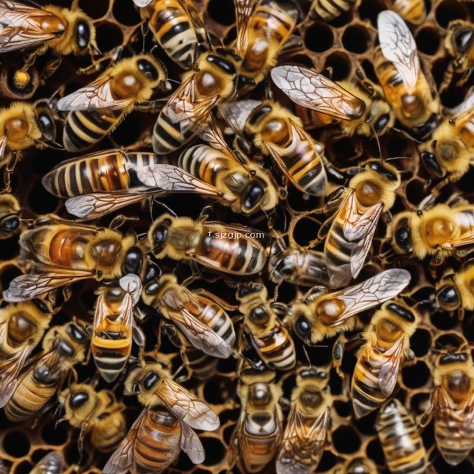 蜜蜂在进行冬眠后会有什么变化或改变?