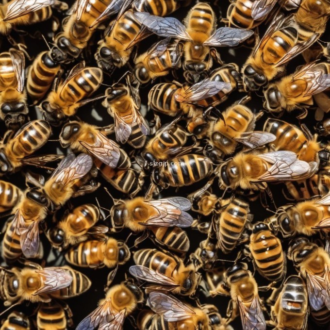 你认为我们是否应该保护这些蜜蜂?