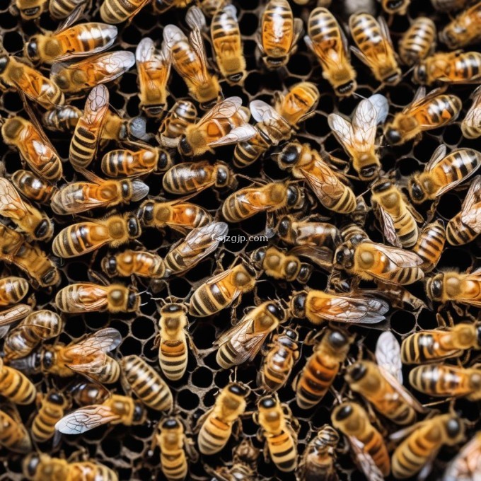 当蜜蜂幼虫开始在其他成年蜜蜂的示范下学习时它们学会了觅食行为和与蜂群其他成员互动的方式在蜂巢内幼虫通过形成一层外壳来保持体温恒定并防止外界影响因此问题30蜜蜂幼虫如何保护自己的身体免受外部环境的影响?