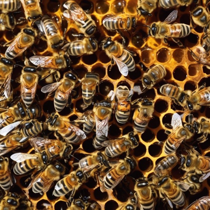 怎样能够保持养蜂基地中的蜜蜂数量稳定增长?