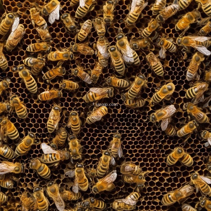 为什么蜜蜂合群有助于提高养蜂人的收获率和生产效率?