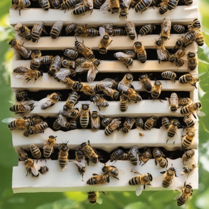 当蜜蜂幼虫开始在其他成年蜜蜂的示范下学习时它们学会了觅食行为和与蜂群其他成员互动的方式在蜂巢内幼虫通过形成一层外壳来保持体温恒定并防止外界影响因此问题26蜜蜂幼虫如何保护自己的身体免受外部环境的影响?