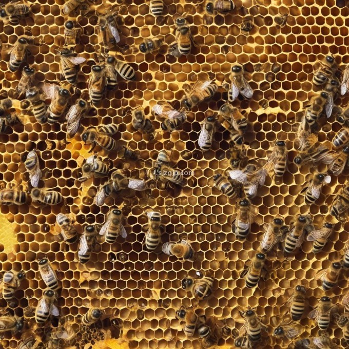 蜂巢中的蜜蜂之间是怎么进行分工合作的?