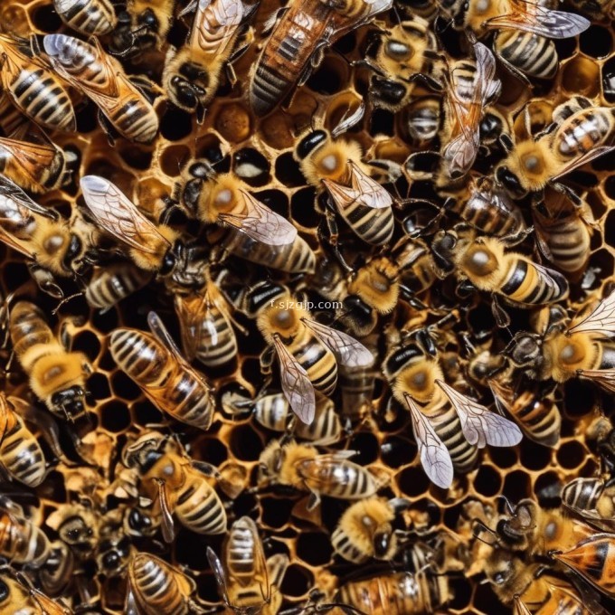蜜蜂在采蜜过程中需要注意什么问题?