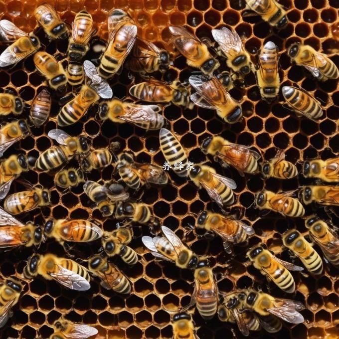 蜜蜂在春季和夏季都有糖浆吗?