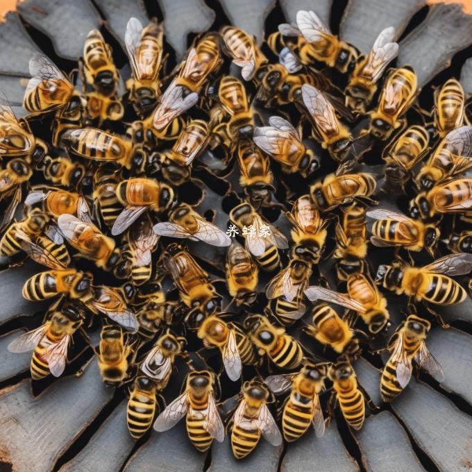蜜蜂如何选择特定的食物来源?