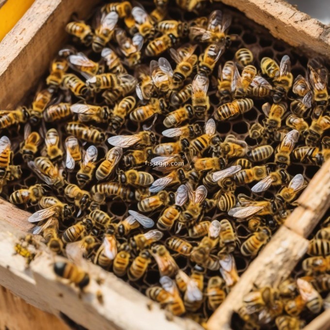 怎样种植蜜蜂食物来确保养蜂成功?