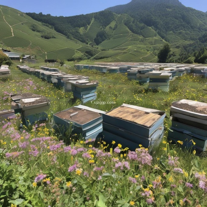 山区蜜蜂养殖需要特别关注哪些方面?