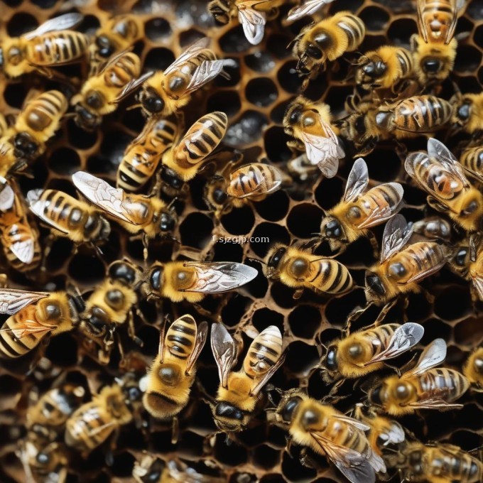 想要了解蜜蜂封盖不取蜜会对蜜蜂行为有什么影响吗?