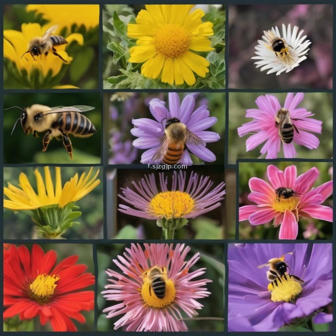 为什么蜜蜂会在不同的季节或地区选择不同种类的花朵进行采食?