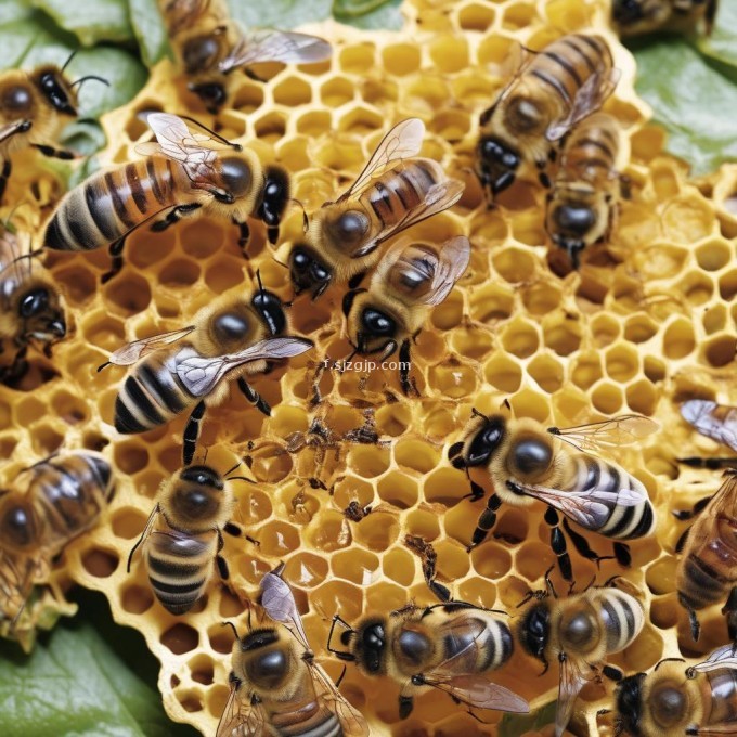 为什么在某些时候蜜蜂会更容易生病?