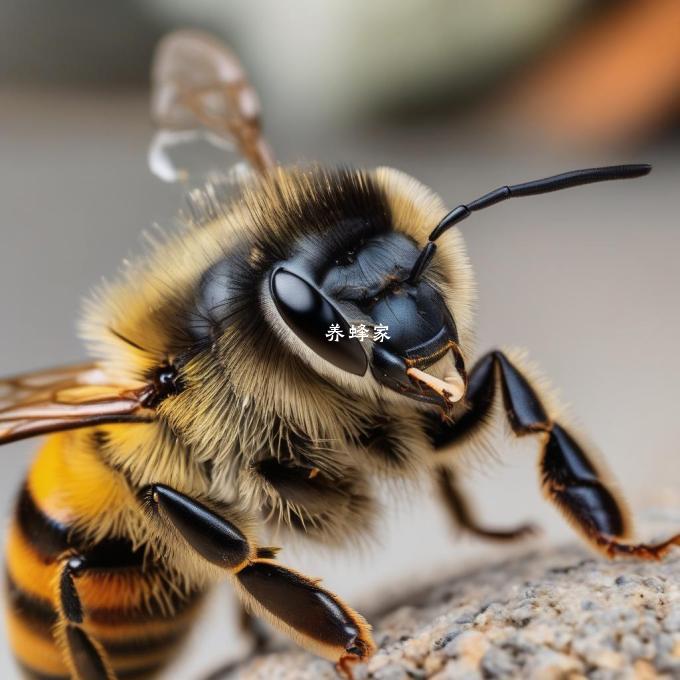 What is the most commonly used English pronunciation for the word bee?