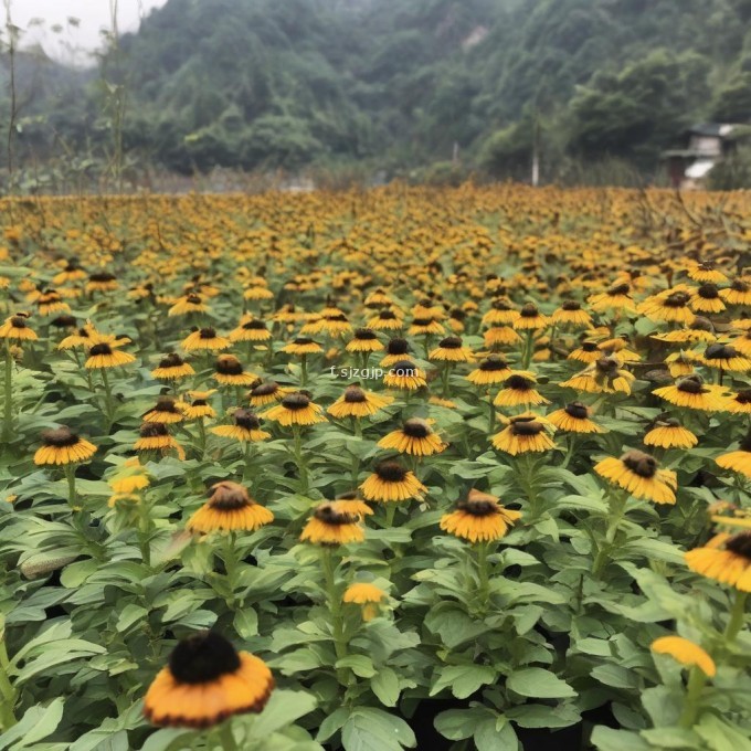 浙江省内常见的蜜蜂品种有哪些对冬季养殖有怎样的适应性差异吗?