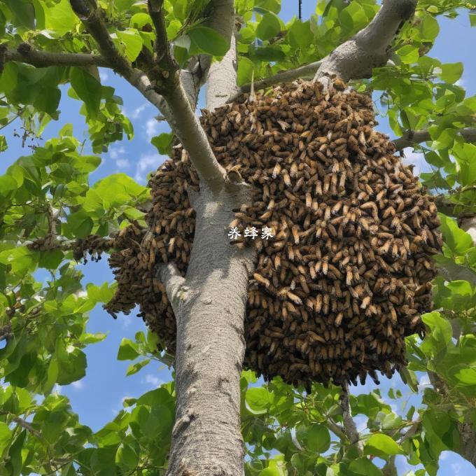 为什么有大量蜜蜂会在同一棵树上筑巢?