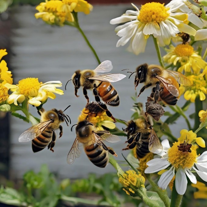 如何照顾蜜蜂宠物并保持其良生长速度?