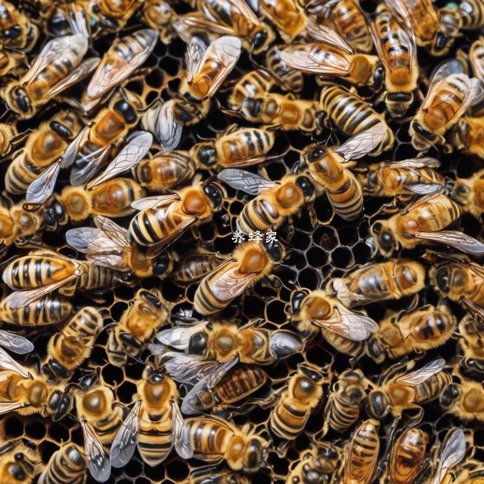 剧毒蜜蜂对人体健康有何影响或危害除了直接伤害外还有哪些潜在风险存在?