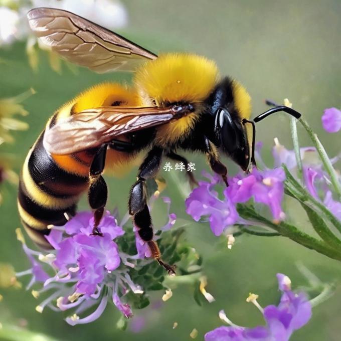 为什么非洲化蜜蜂被认为是有害生物?