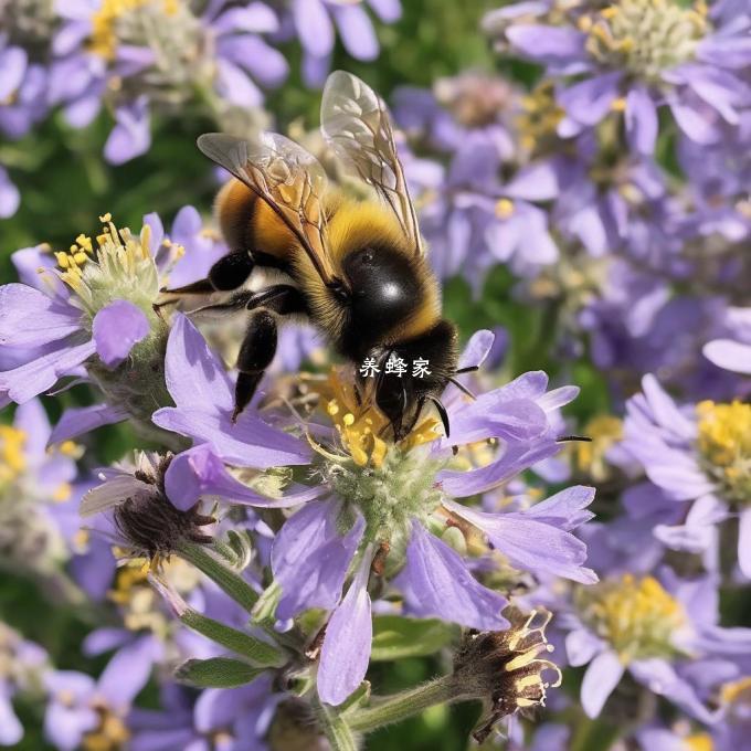 How can you describe the English words brave bees in a sentence?