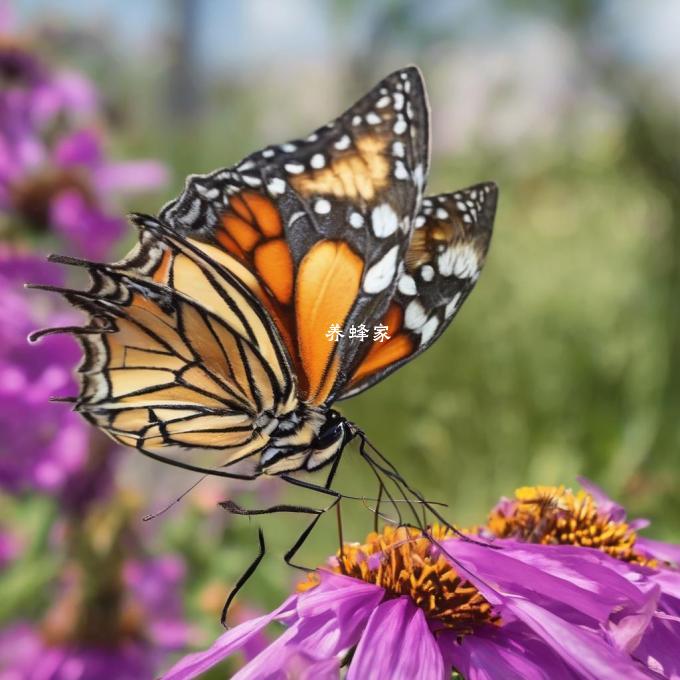 蝴蝶和蜜蜂之间的联系是什么?